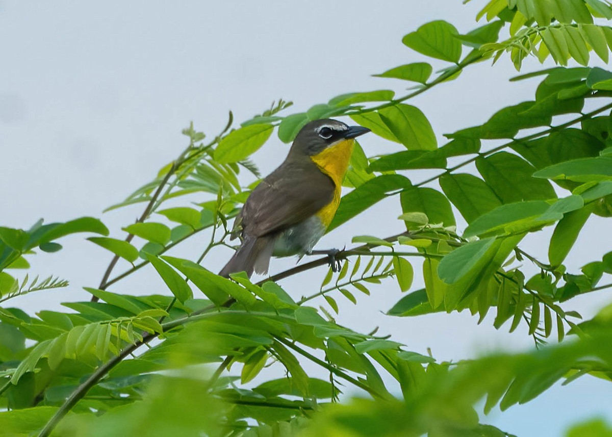 Yellow-breasted Chat - ML448931201