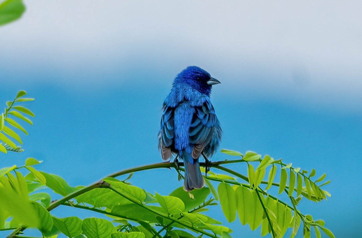 Indigo Bunting - ML448931451