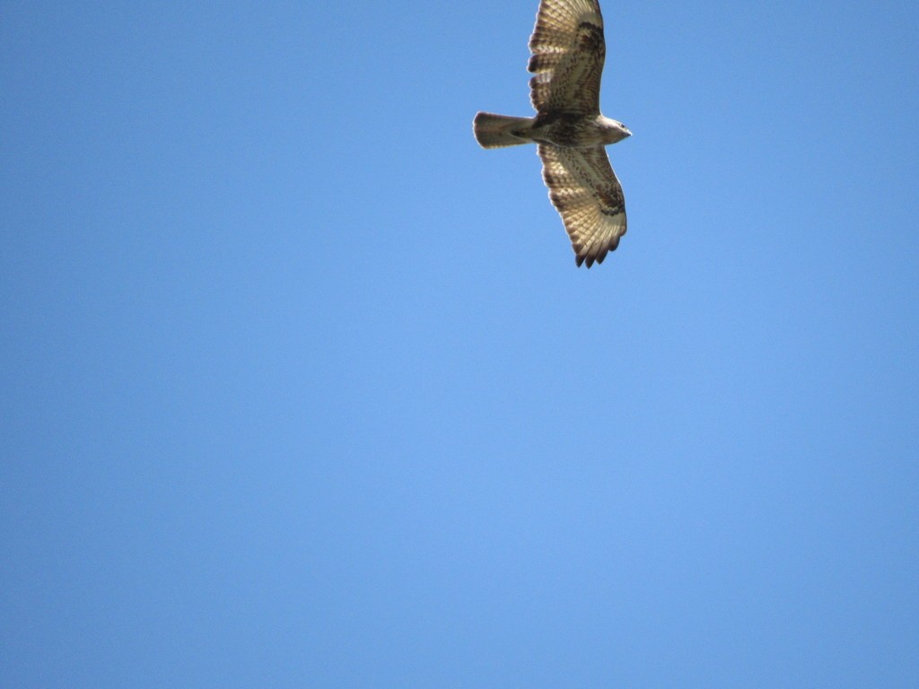 עקב יפני - ML448933561