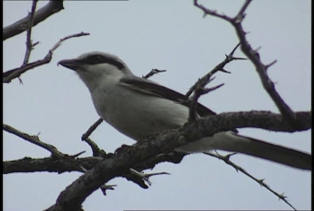 Northern Shrike (American) - ML448934