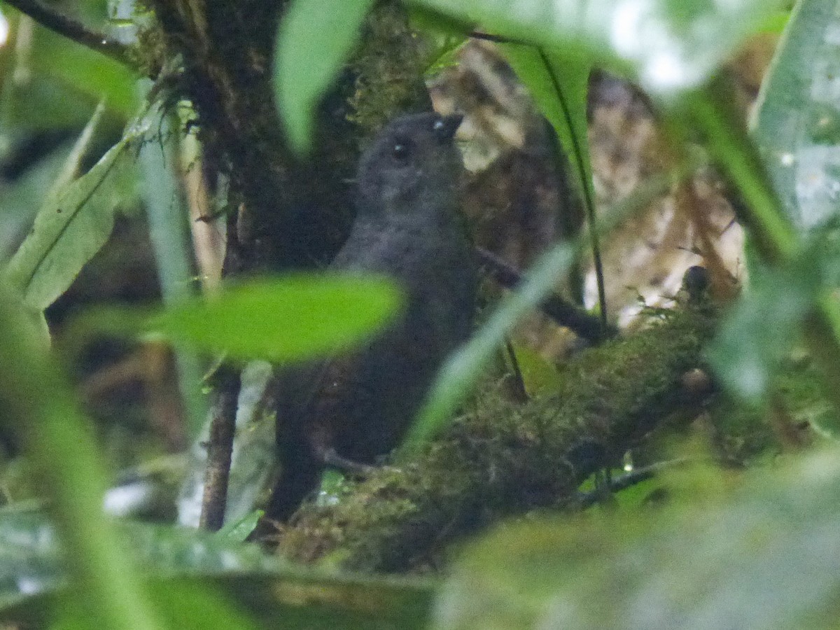 Choco Tapaculo - ML448934071