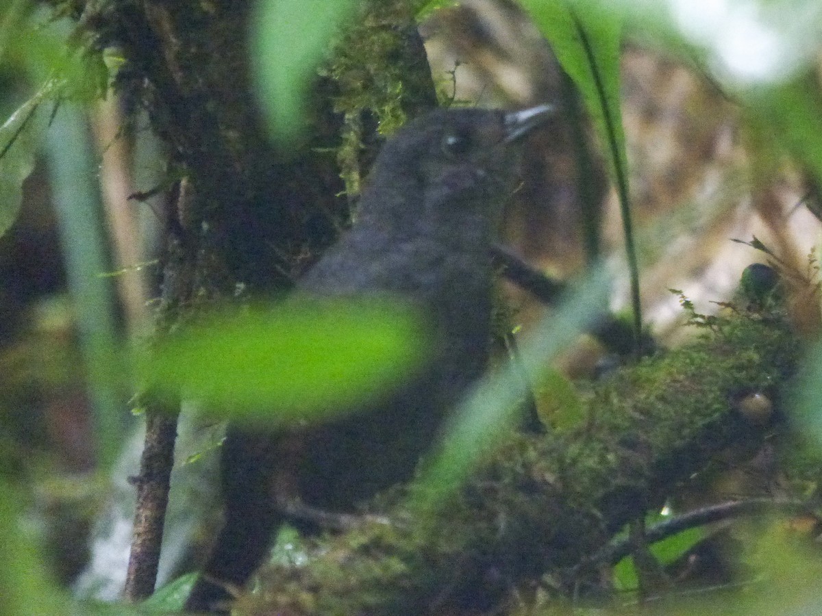 Choco Tapaculo - ML448934081