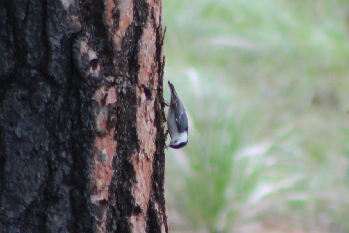 White-breasted Nuthatch (Interior West) - Sean Cozart