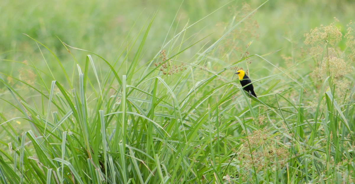 Yellow-hooded Blackbird - ML448934801