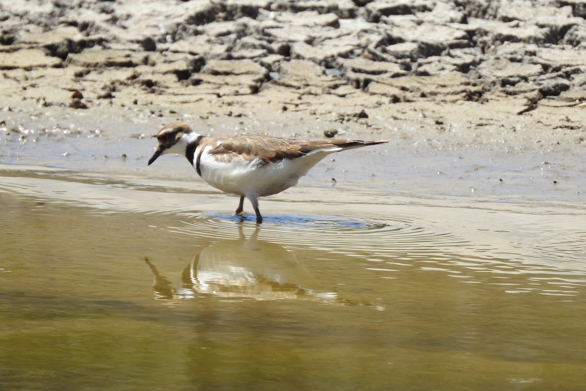 Killdeer - ML448935741