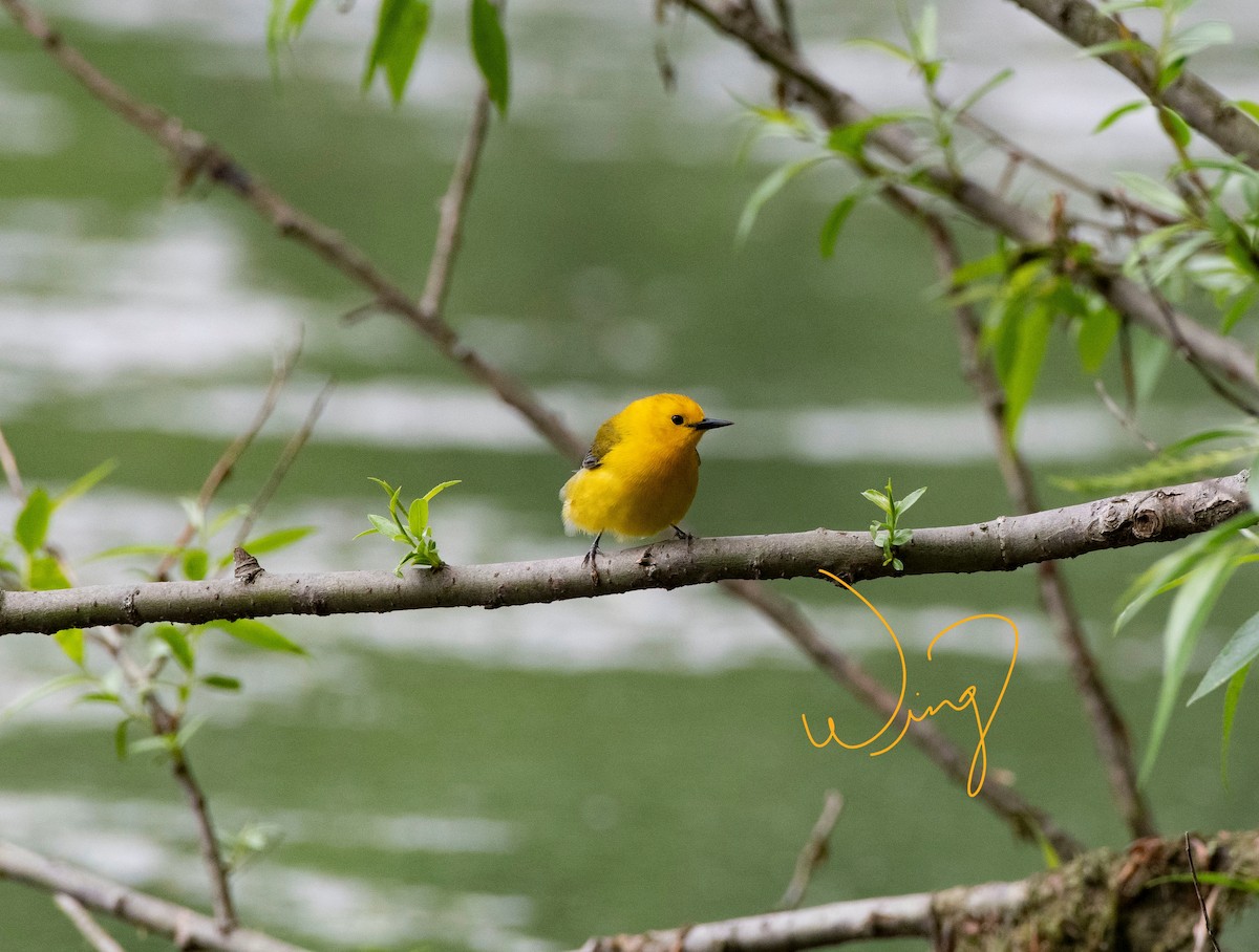 Prothonotary Warbler - ML448936331