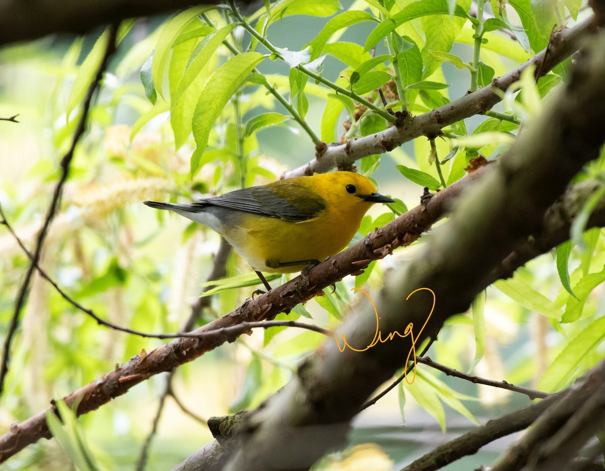 Prothonotary Warbler - ML448936541