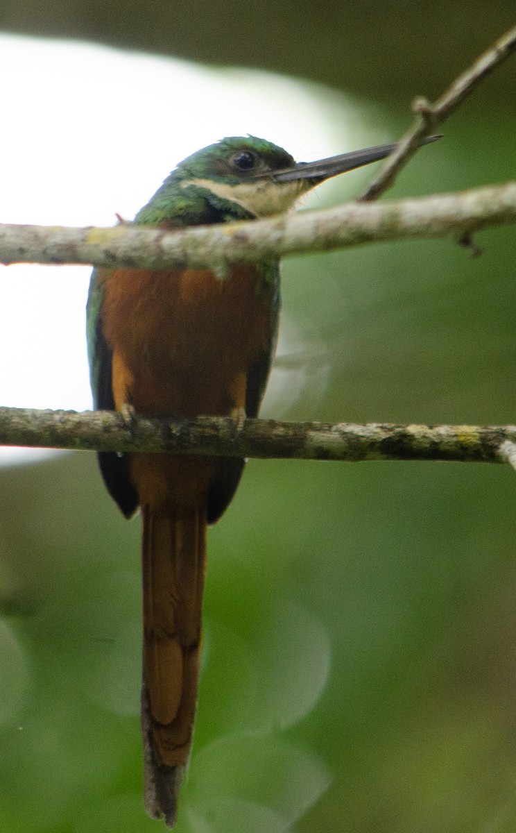 Rufous-tailed Jacamar - Amilcar Santos-Morales