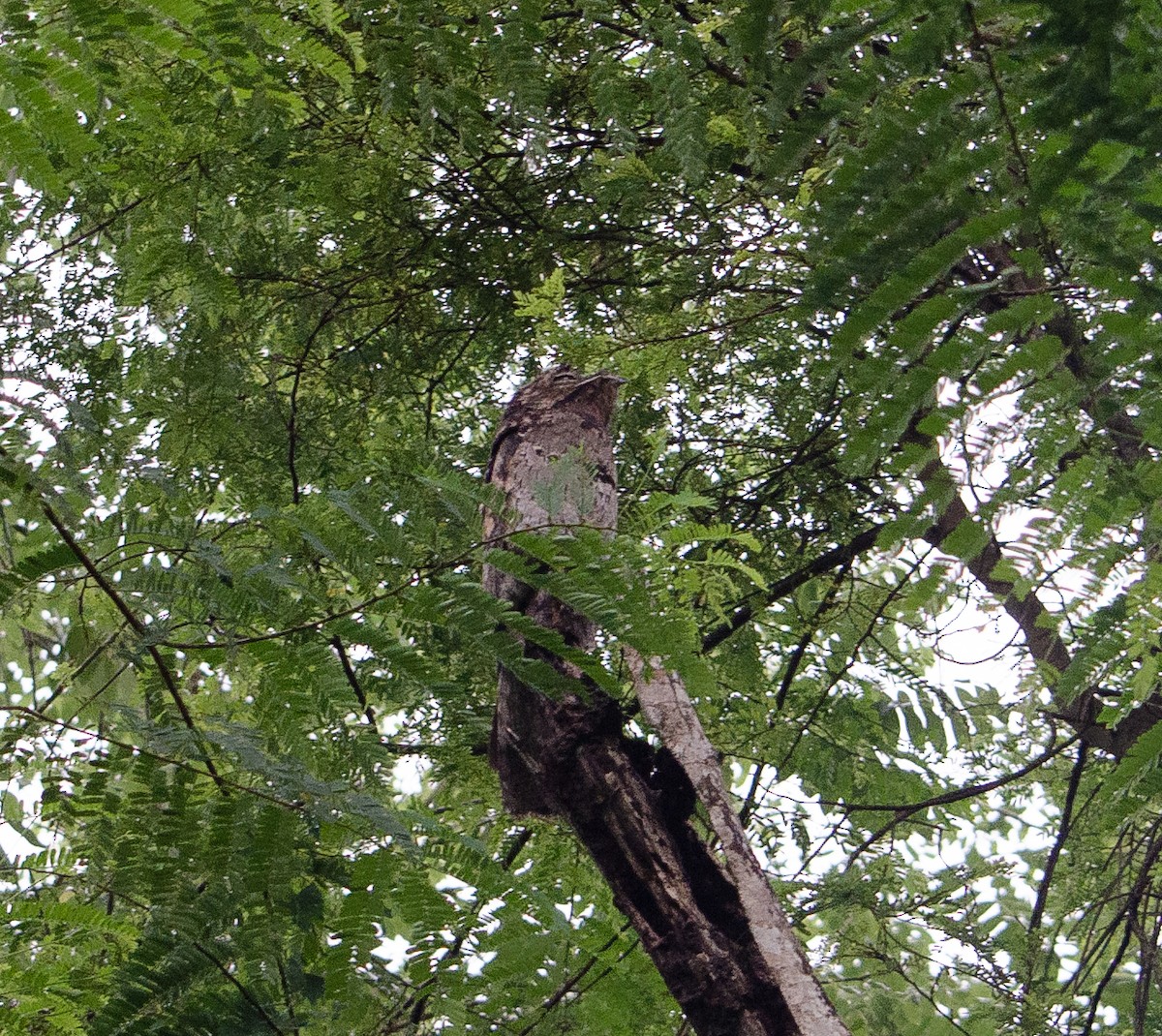 Common Potoo - Amilcar Santos-Morales