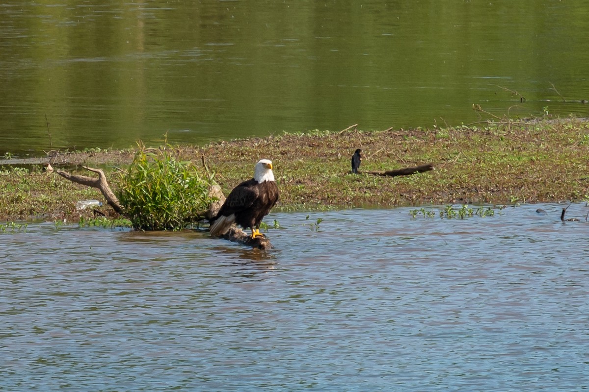 Bald Eagle - ML448937961