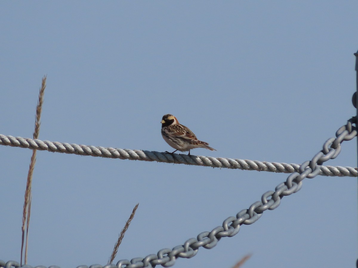 Lapland Longspur - Laura Burke