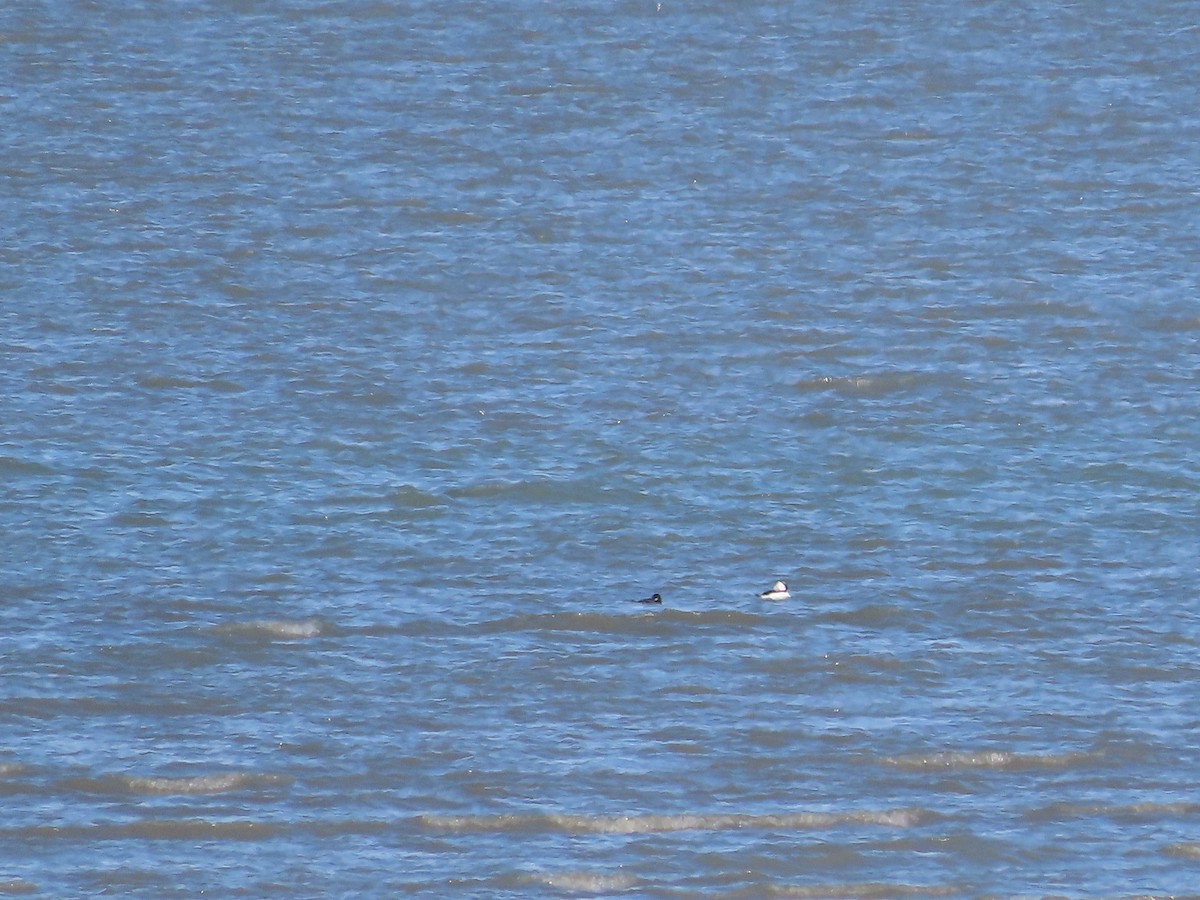 Bufflehead - Laura Burke