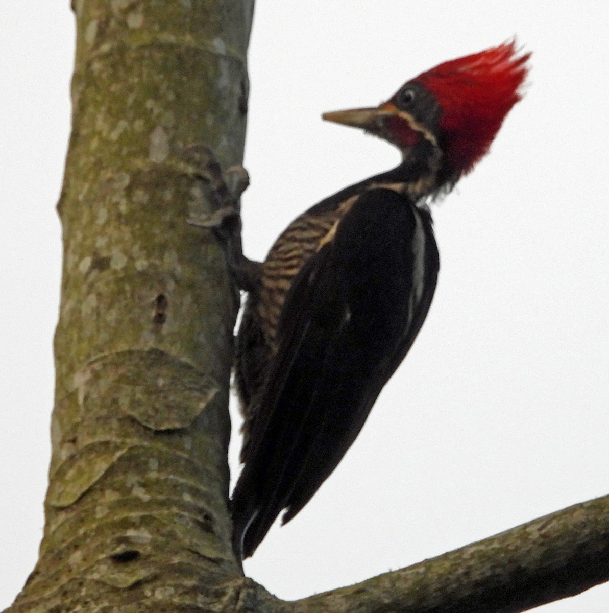 Lineated Woodpecker - Danilo Moreno