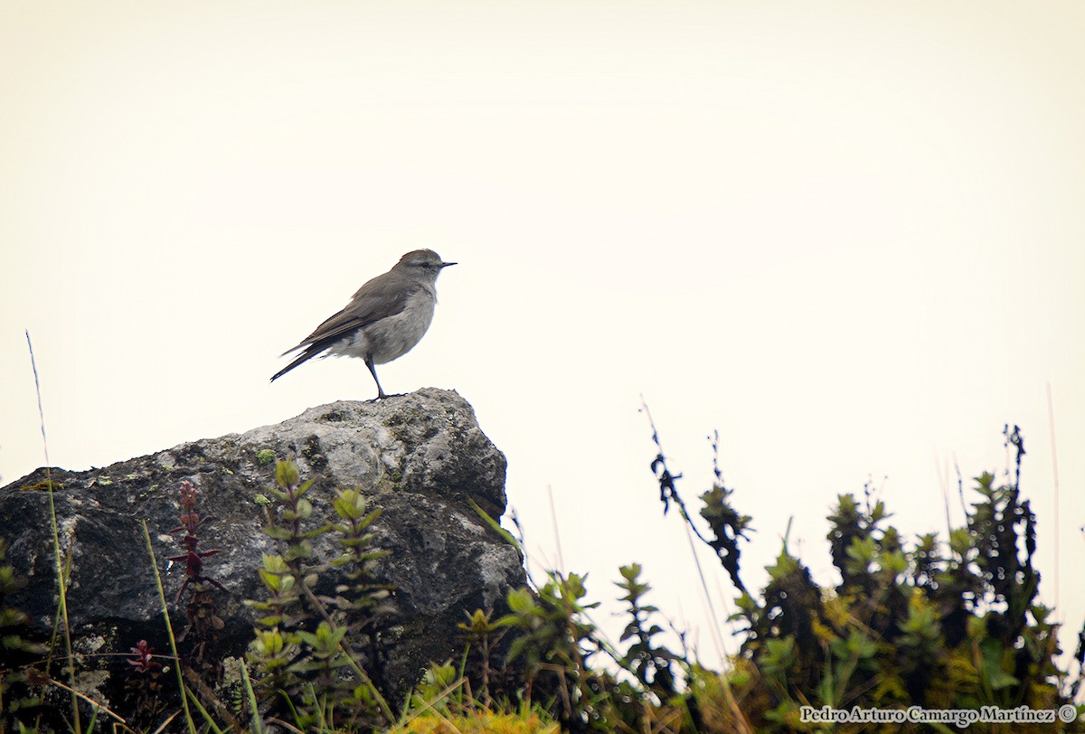 Plain-capped Ground-Tyrant - ML448939931