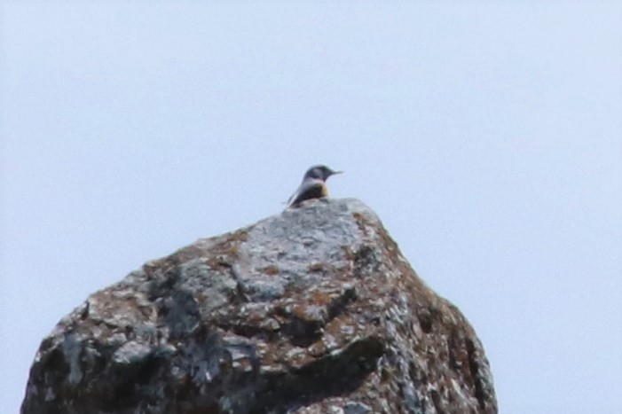 Rufous-tailed Rock-Thrush - ML448940491