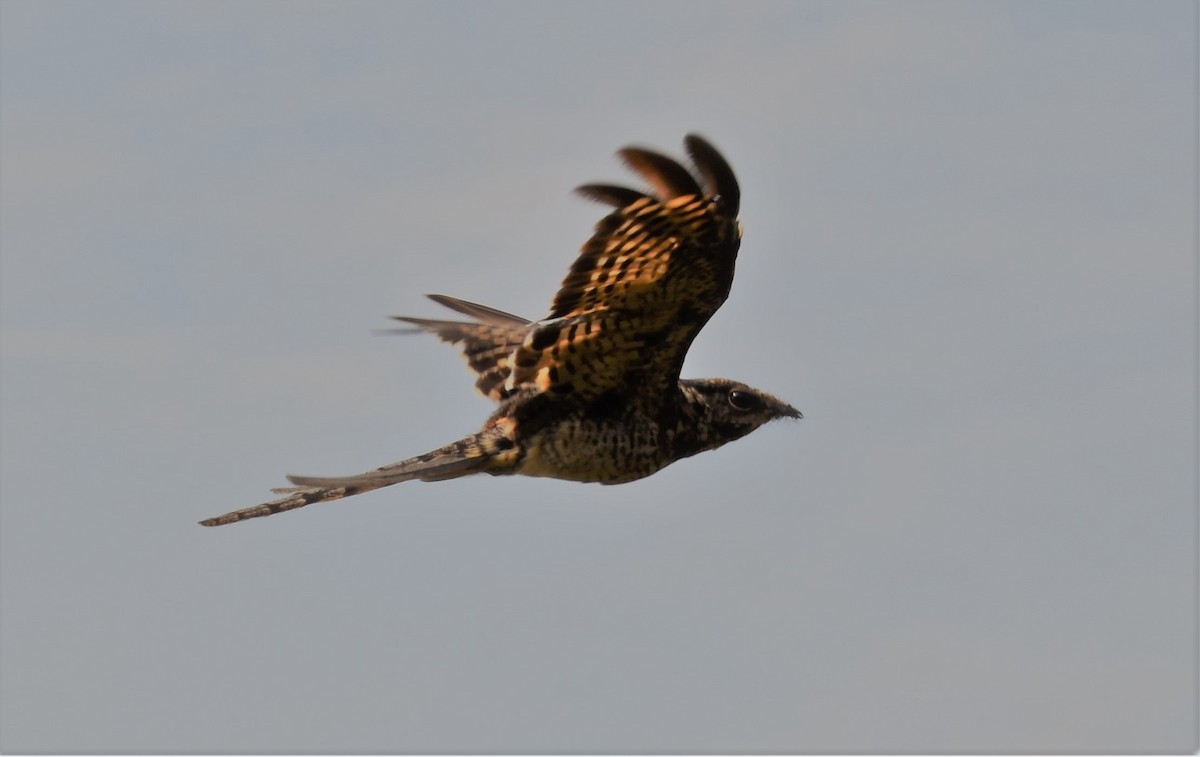 Little Nightjar - ML448940611