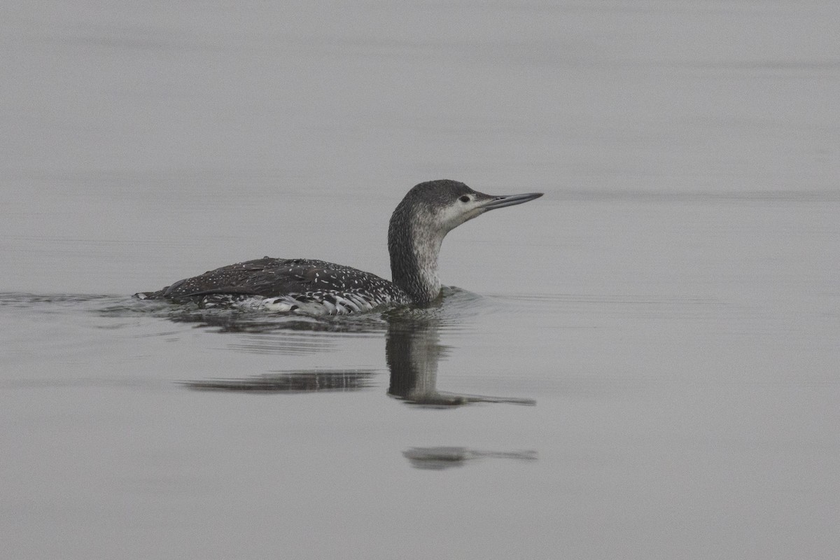 Red-throated Loon - ML448941241