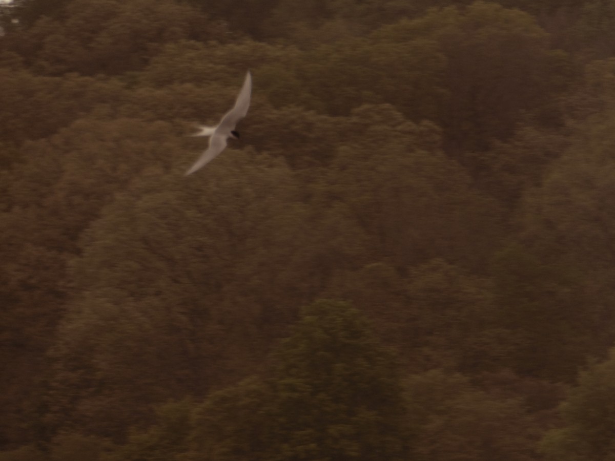 Arctic Tern - ML448941391