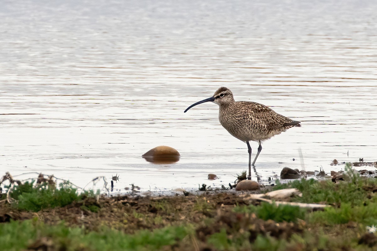 Whimbrel - Phil Walker