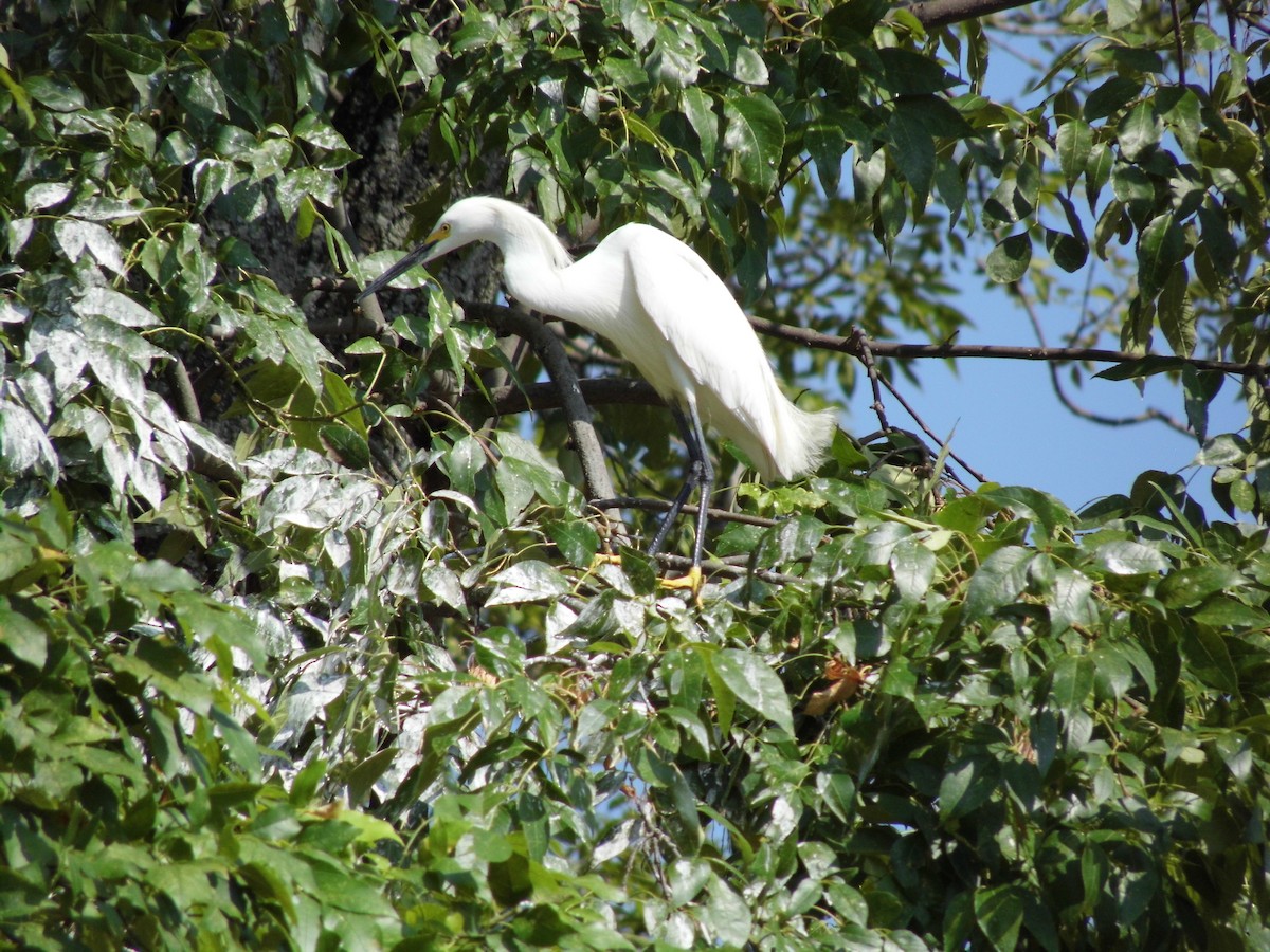 Snowy Egret - ML448945081