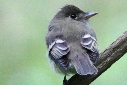 Acadian Flycatcher - ML448945441