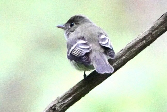 Acadian Flycatcher - ML448945451