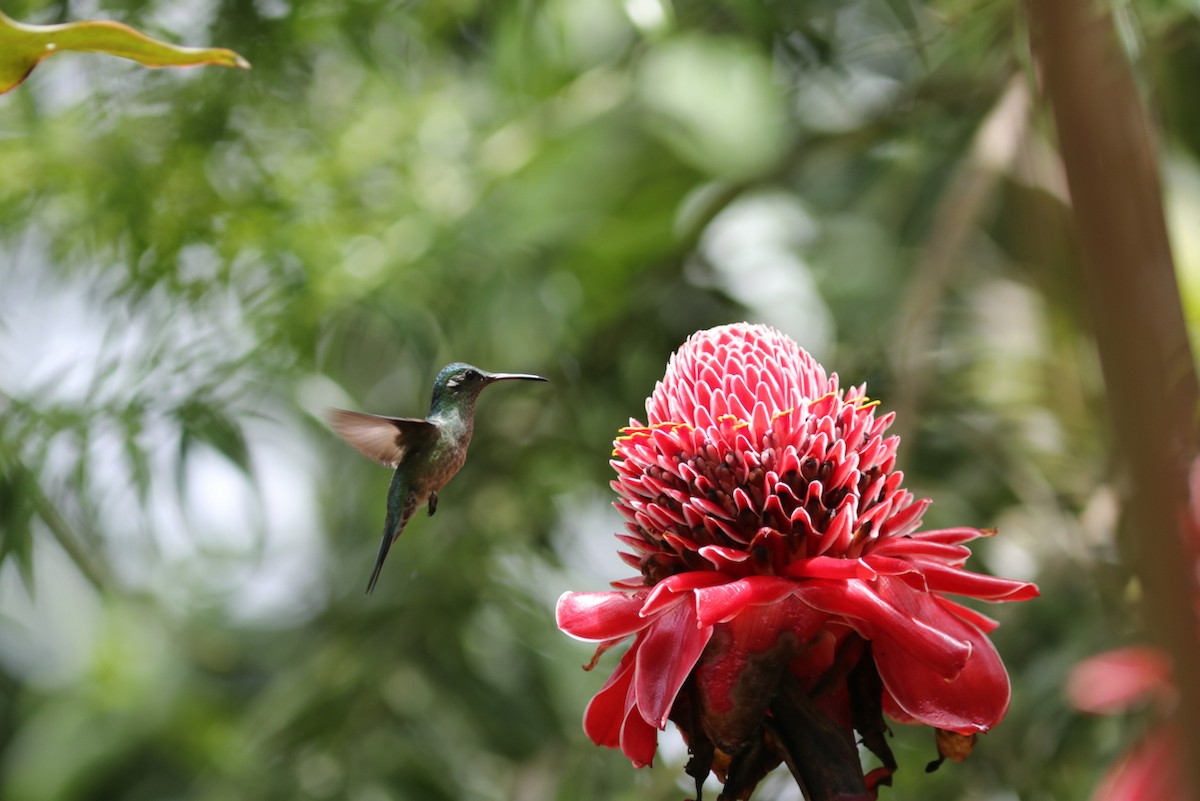 kolibřík skvrnitoprsý - ML448945891