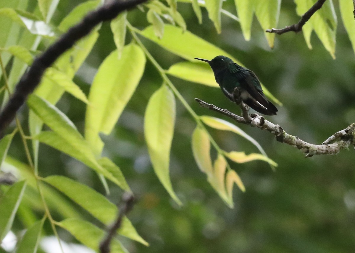 kolibřík zelenopláštíkový - ML448946221