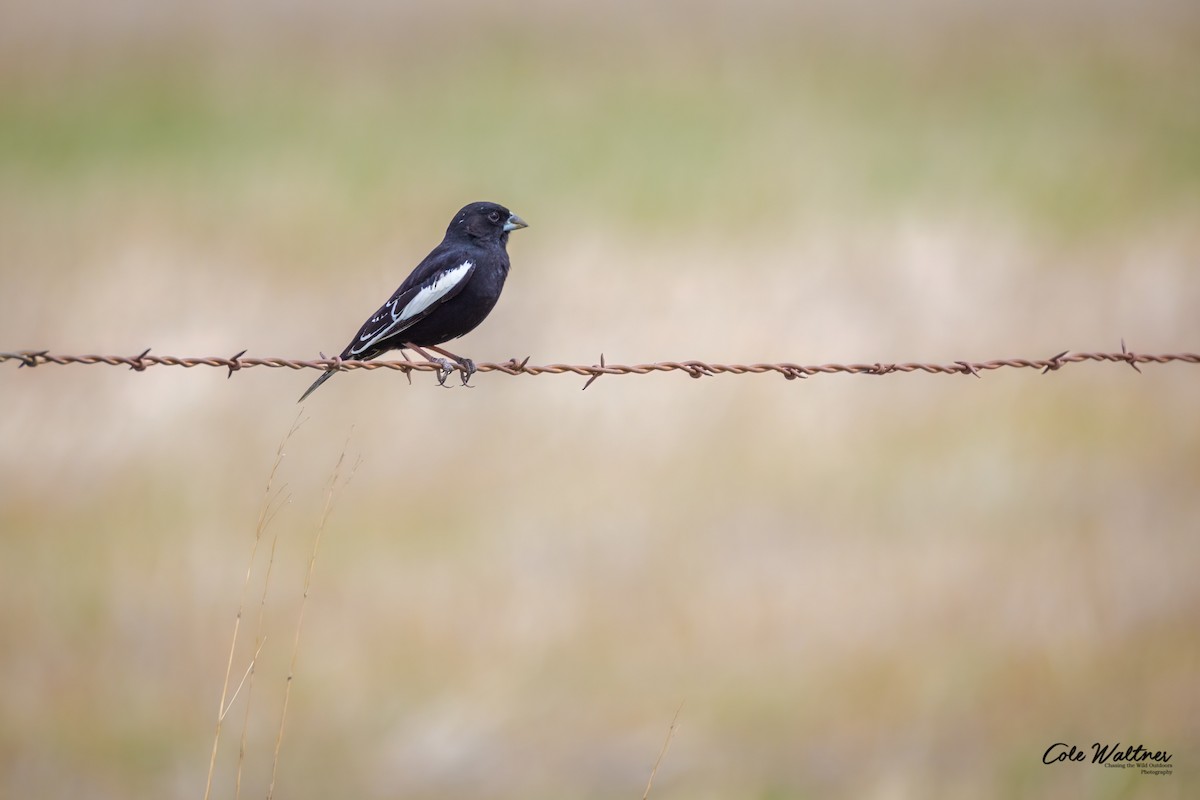 Lark Bunting - Cole Waltner