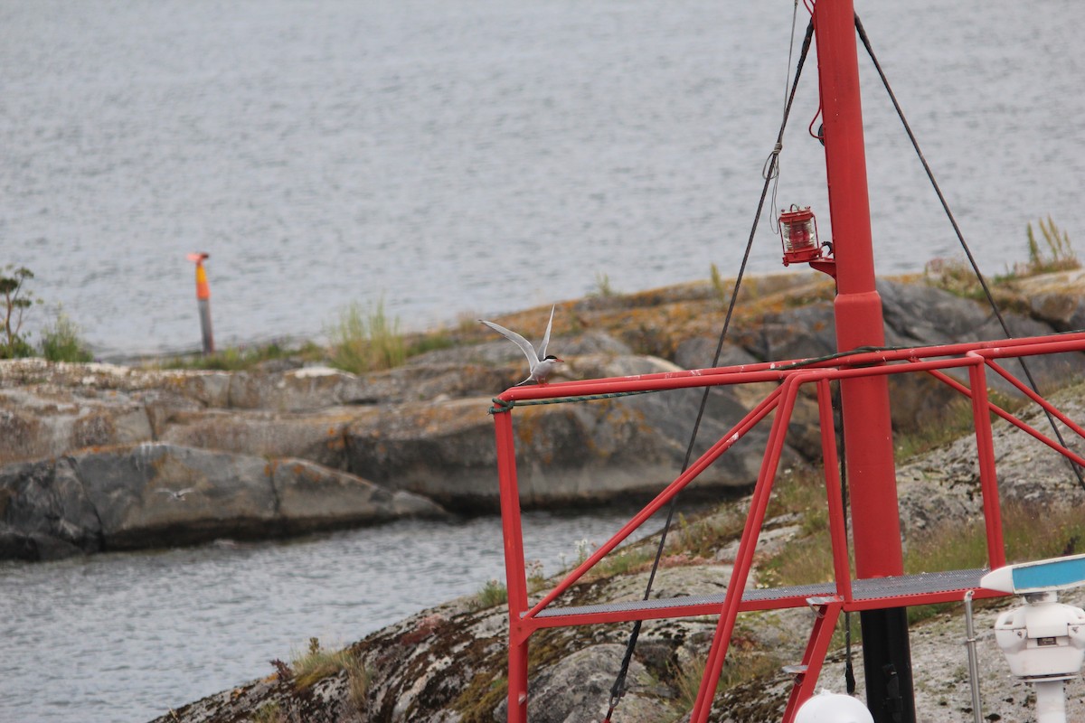 Arctic Tern - ML448947061