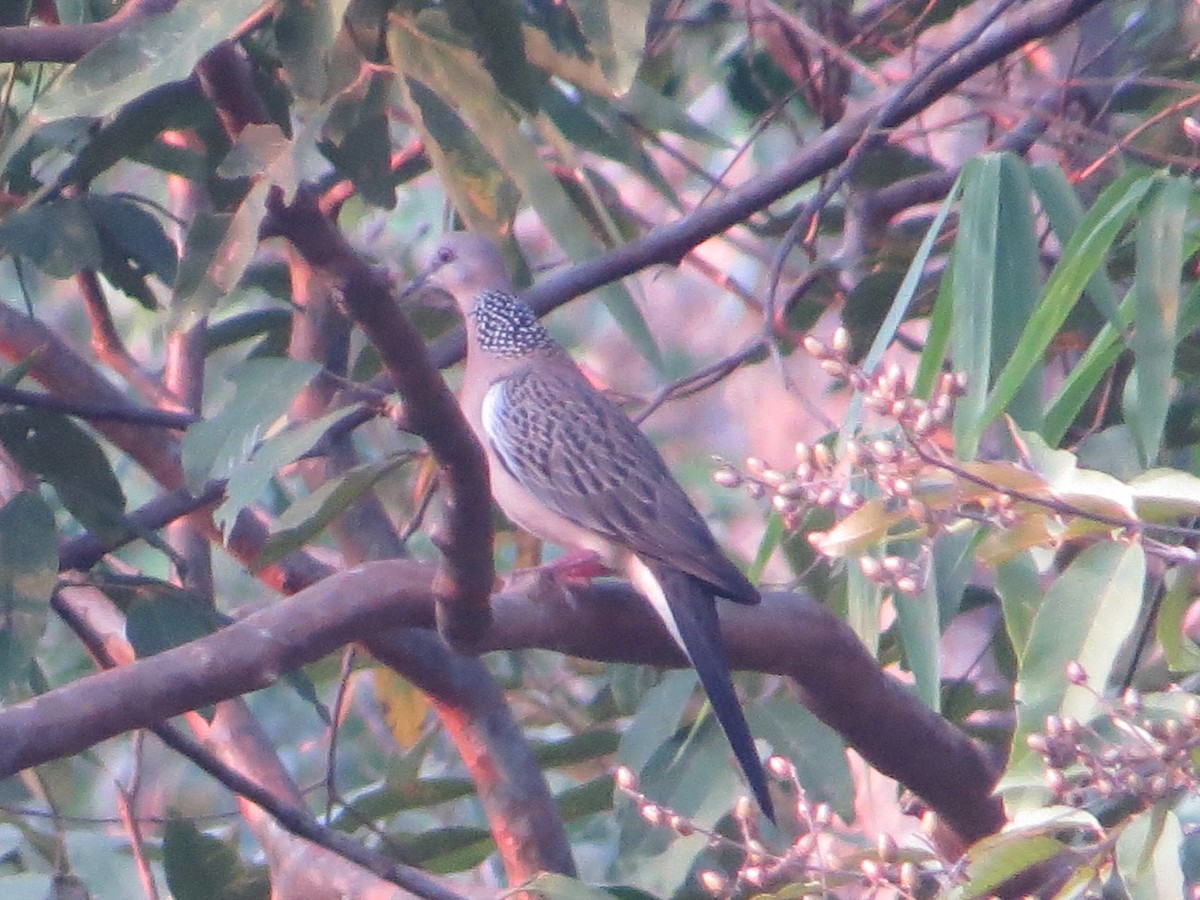 Spotted Dove - ML448947681