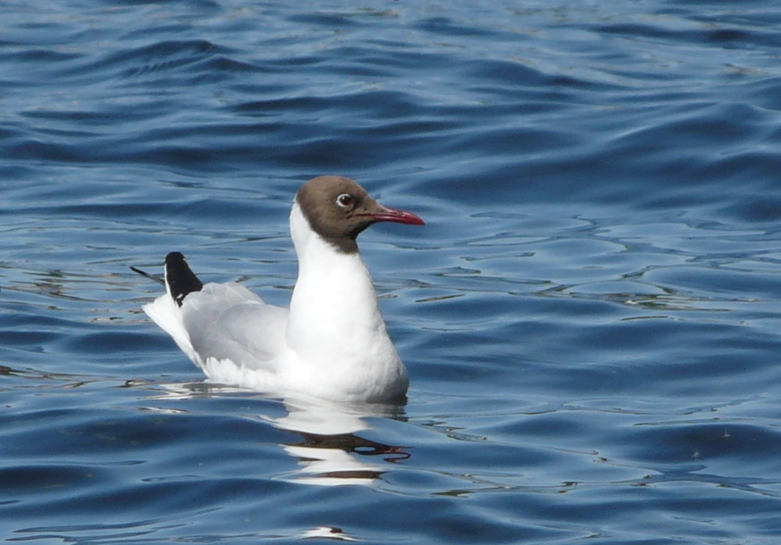 Black-headed Gull - ML448947771