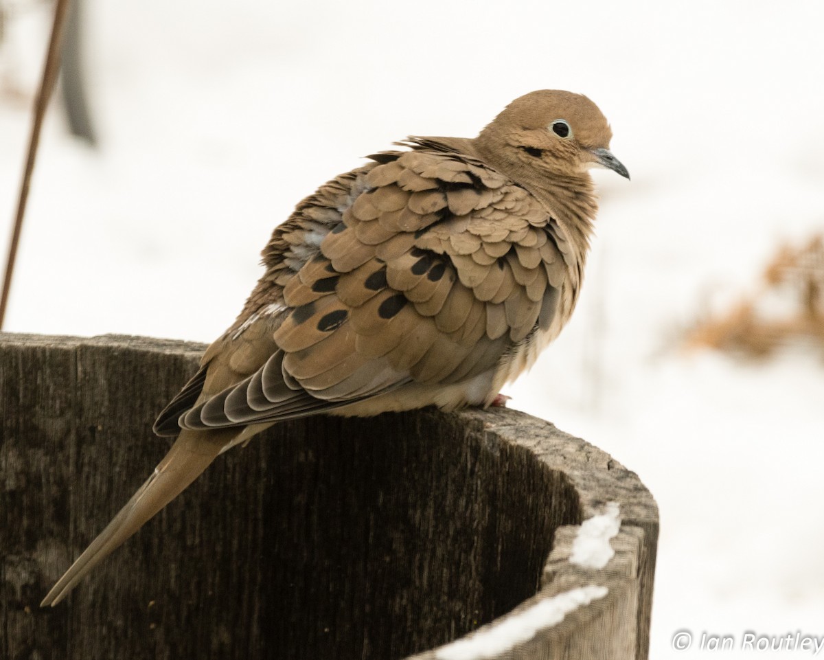 Mourning Dove - Ian Routley