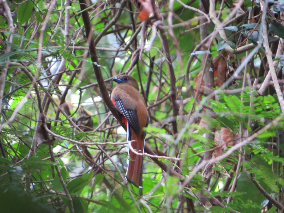 Red-headed Trogon - ML448951851