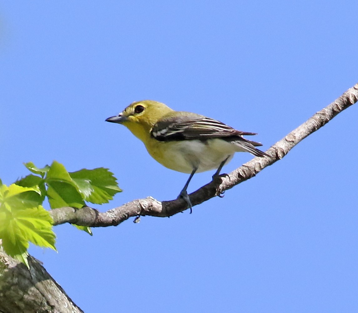 Yellow-throated Vireo - Bill Brown