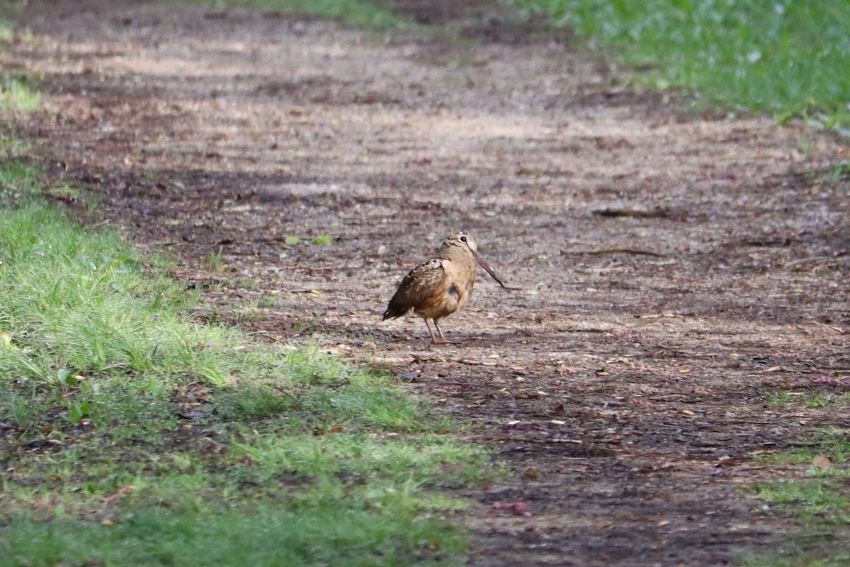 American Woodcock - ML448952981