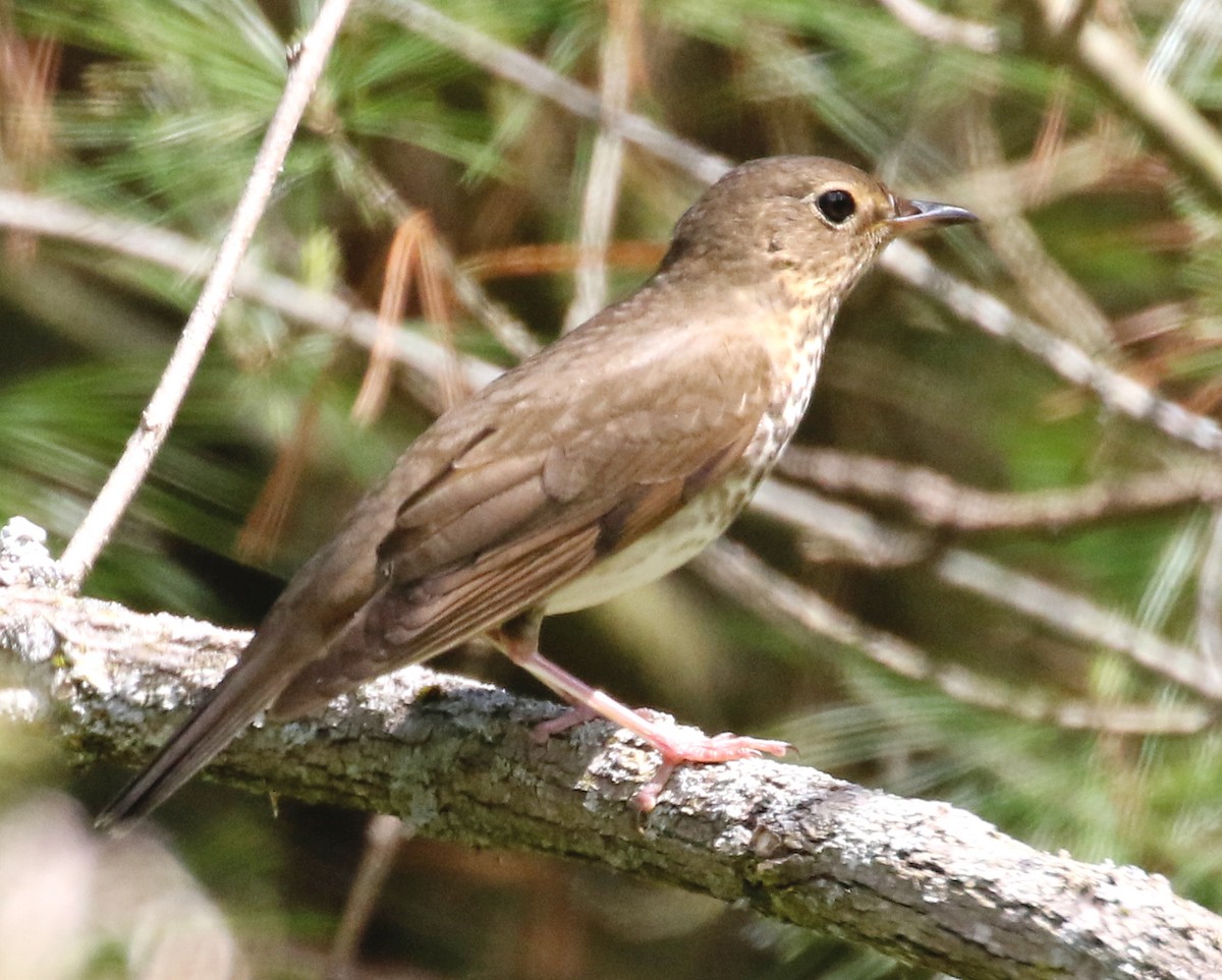 Swainson's Thrush - ML448953131