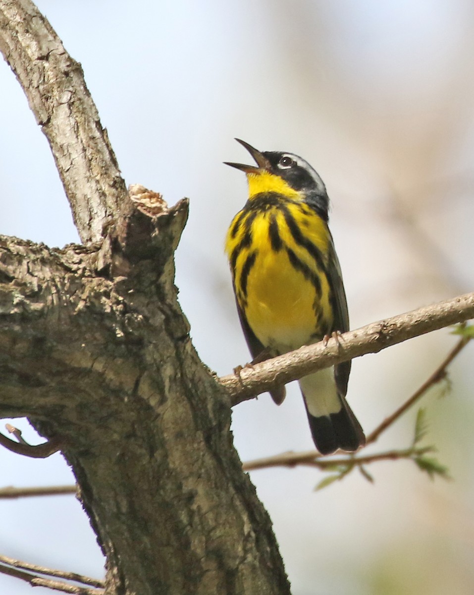 Magnolia Warbler - Bill Brown