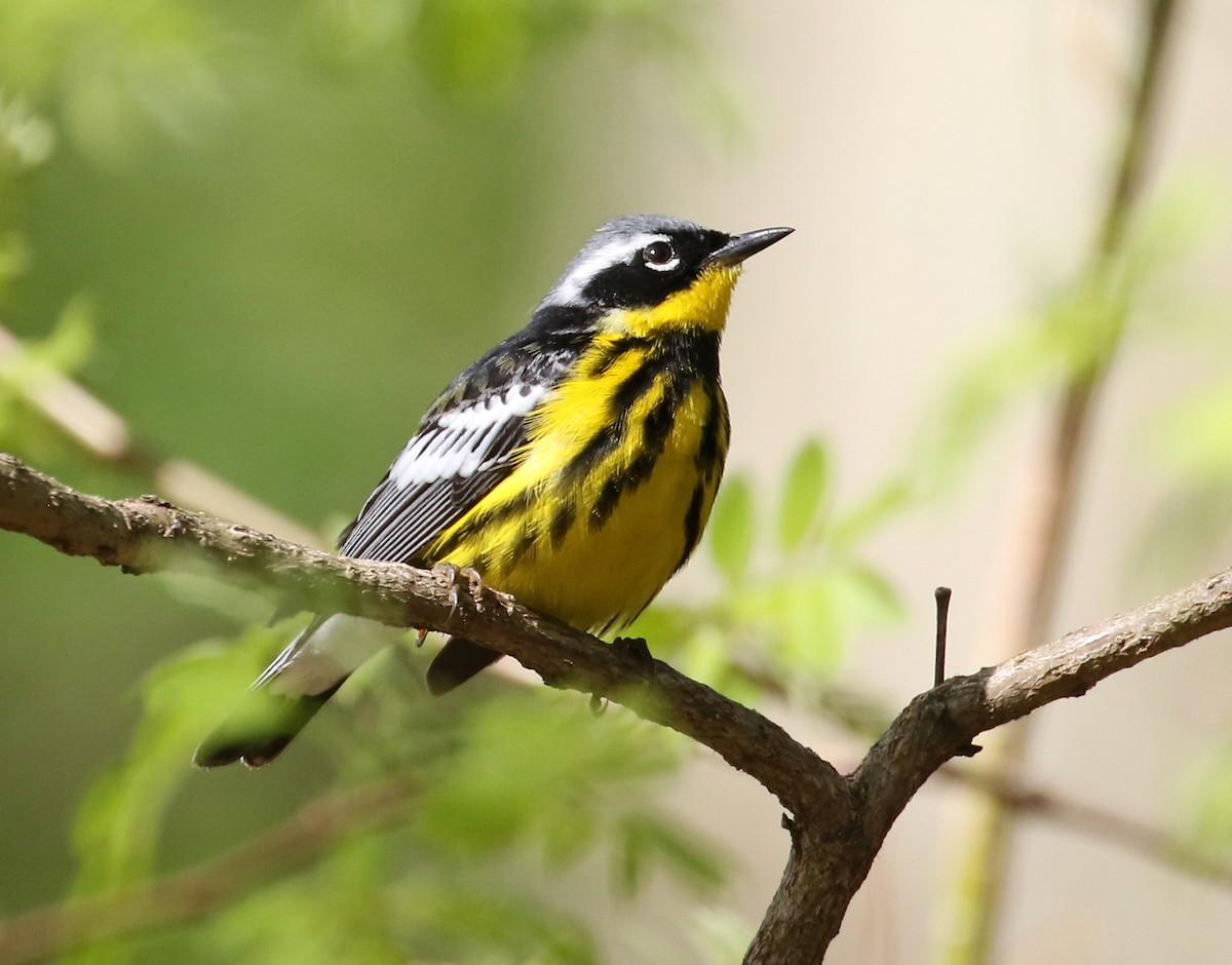 Magnolia Warbler - ML448953501