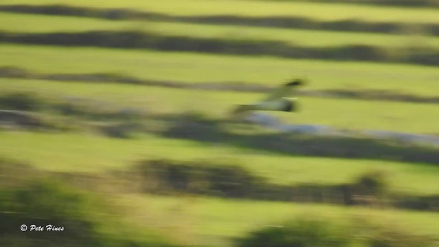 Pied Harrier - ML448953771