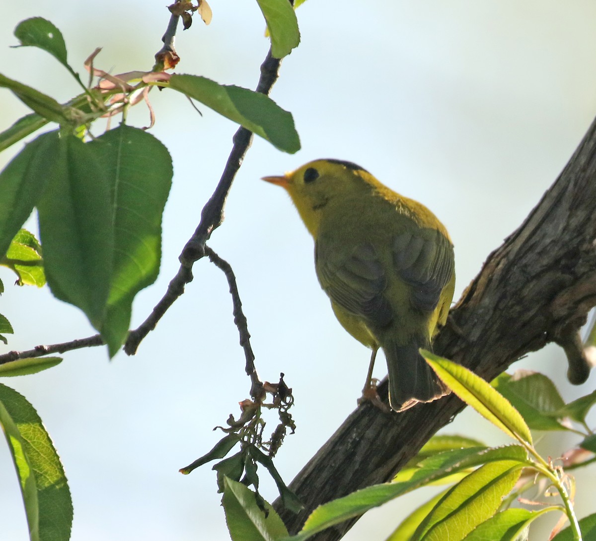 Wilson's Warbler - ML448953901