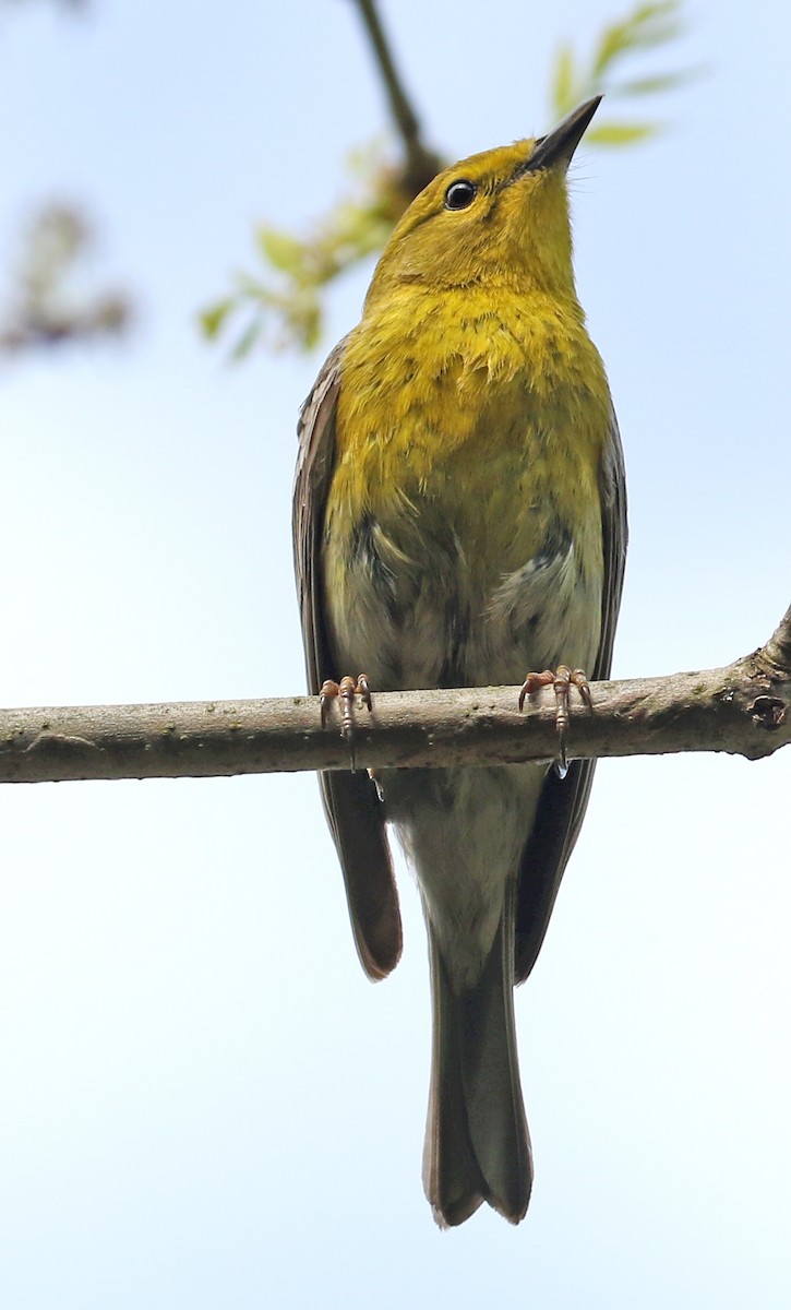 Pine Warbler - ML448954131