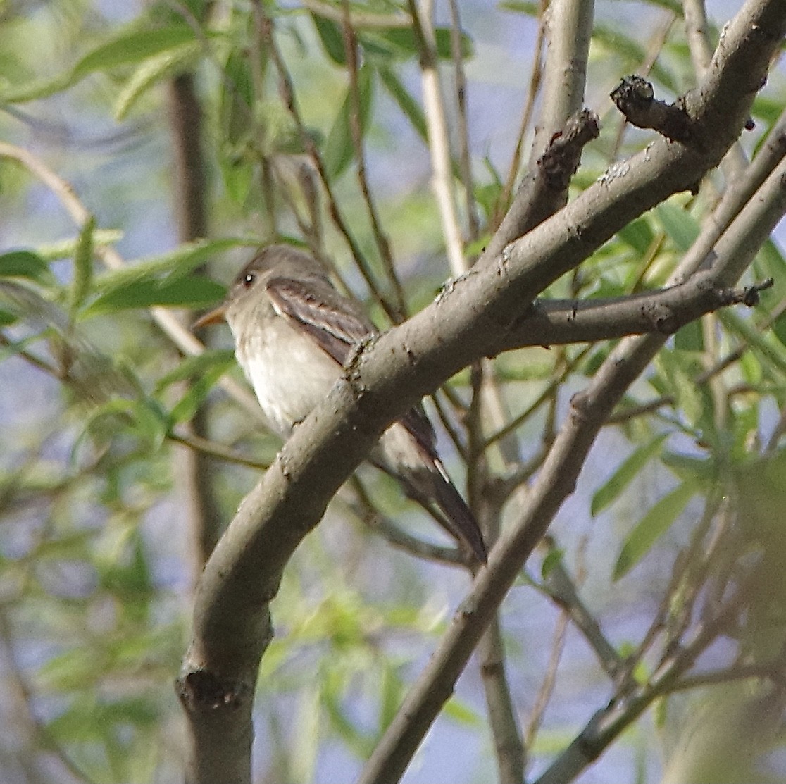 Eastern Wood-Pewee - ML448955101