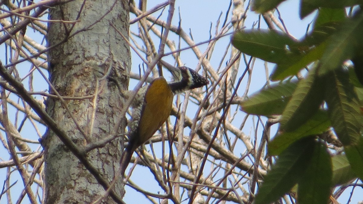 Greater Flameback - ML448955681