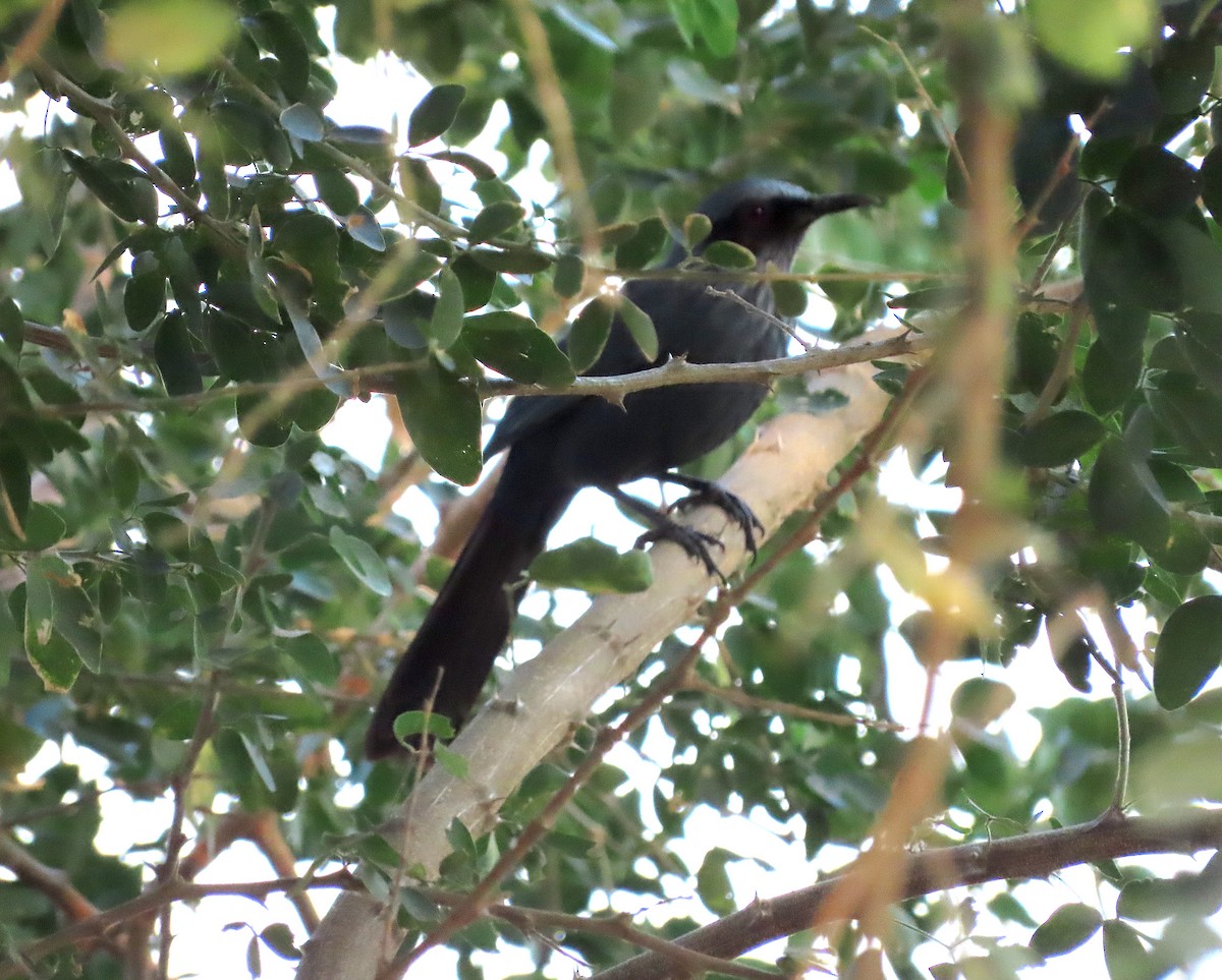 Blue Mockingbird - ML448956231