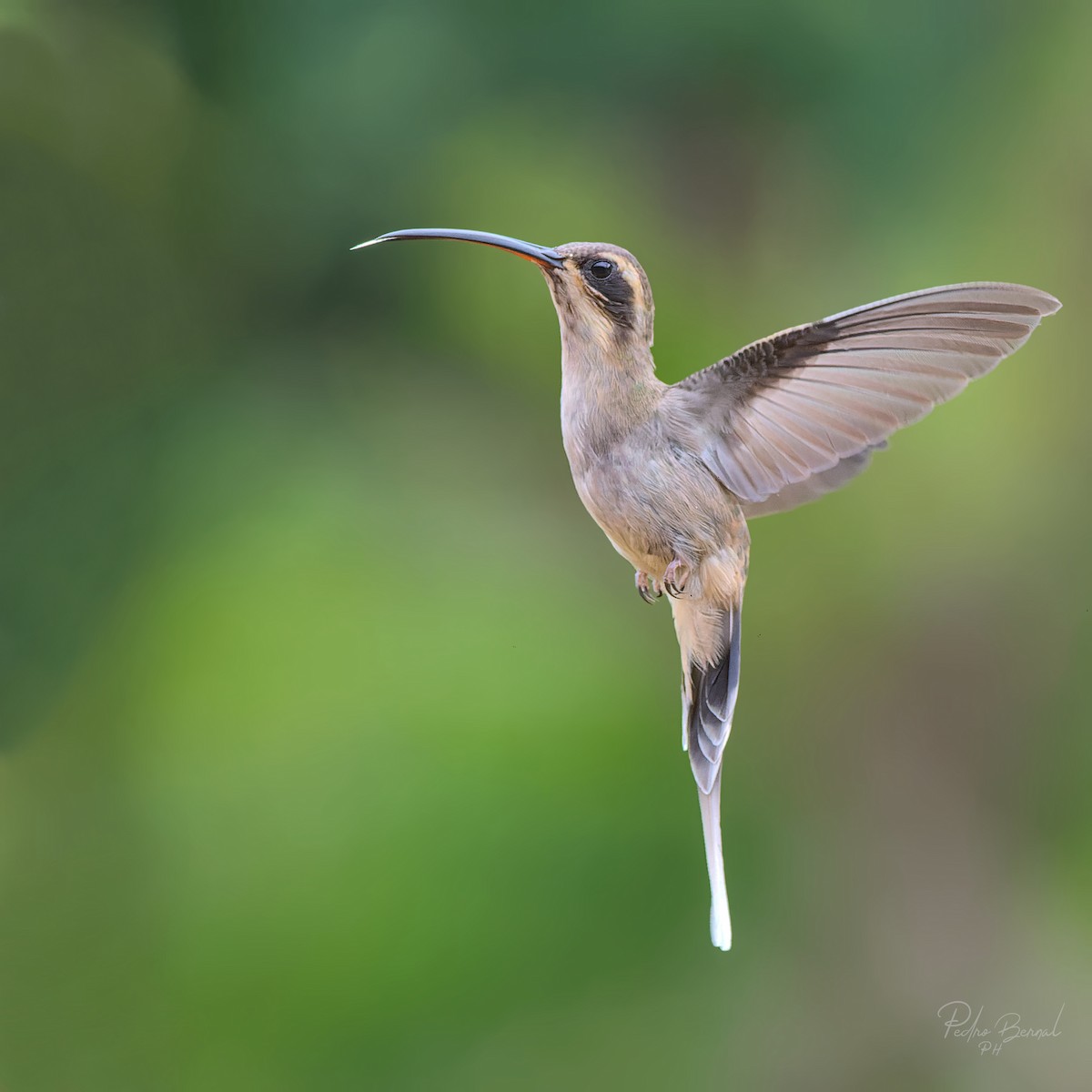 Pale-bellied Hermit - ML448957251