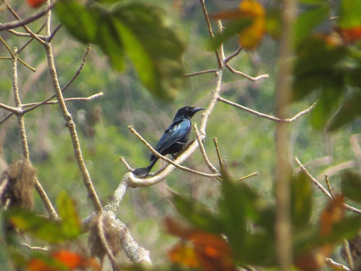 Hair-crested Drongo - ML448957971