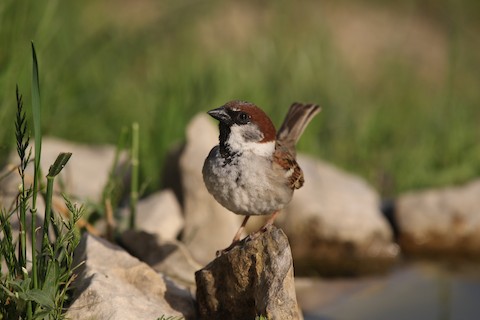 Systematics - Eurasian Tree Sparrow - Passer montanus - Birds of
