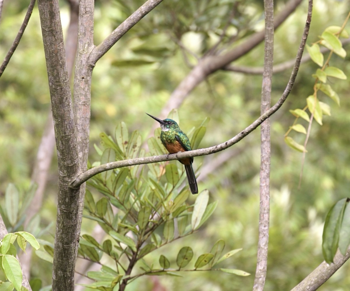 Green-tailed Jacamar - Bonnie de Grood