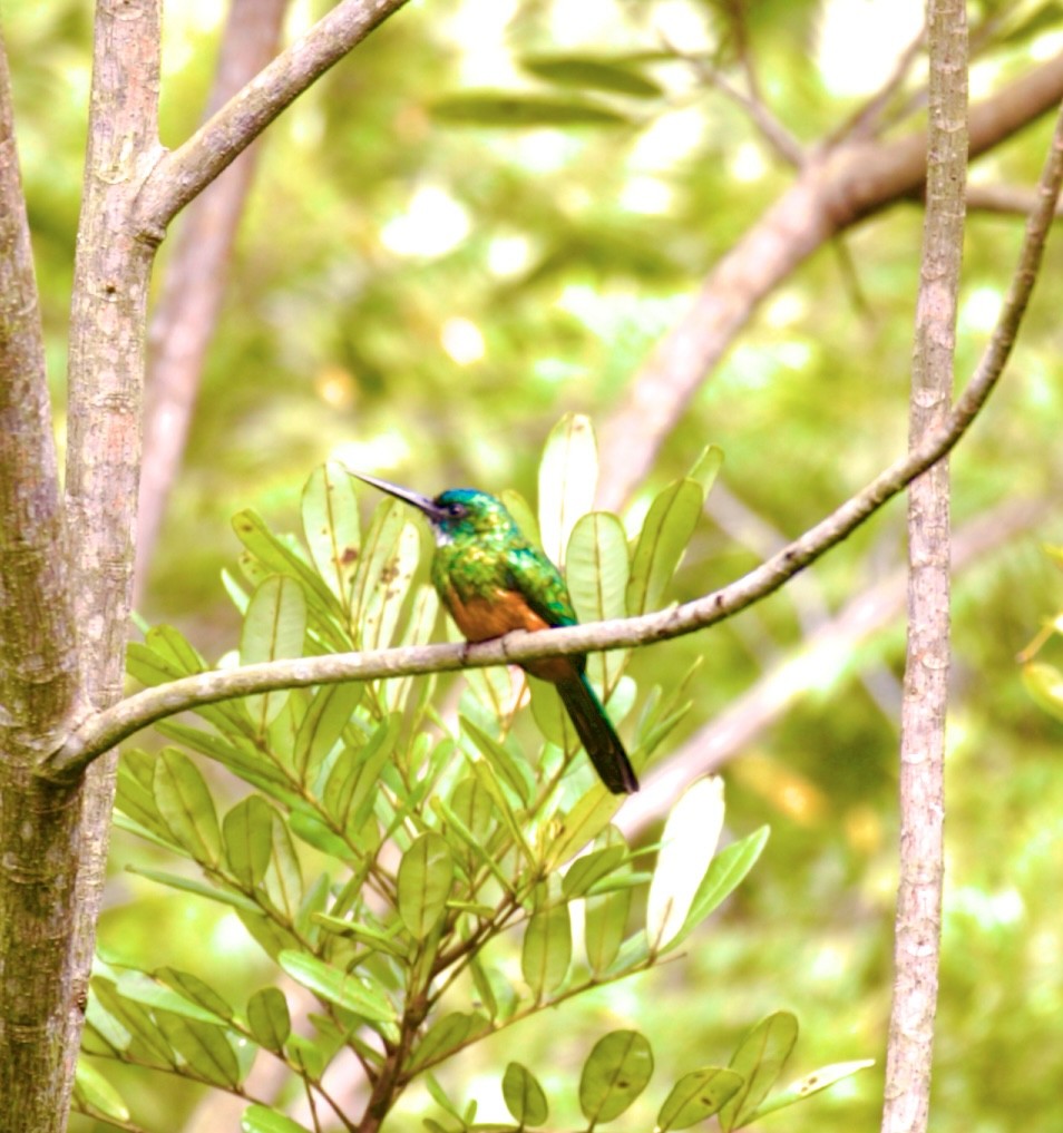 Green-tailed Jacamar - ML448959031